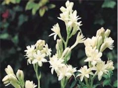 Tuberose Cultivation Guide: How to Grow Tuberose flowers