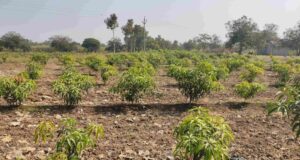 Ultra High Density Mango Plantation: Maximizing Yield and Profitability ultra high density mango plantation