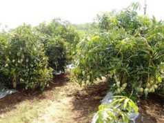 Cultivation of Mango in Ultra High Density Mango Plantation To know more about high density planting in mango, you can also Watch this high density mango plantation video.