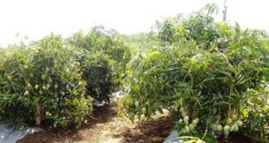 Cultivation of Mango in Ultra High Density Mango Plantation To know more about high density planting in mango, you can also Watch this high density mango plantation video.