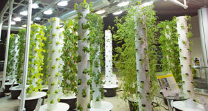 Vertical Farming: Future of Farming with Potential Growth vertical farming