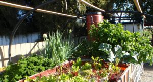 Why Vermiponics is Gaining Popularity in Sustainable Agriculture